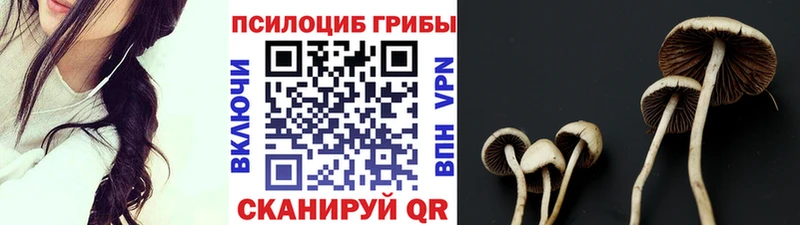 kraken ТОР  Ялта  Псилоцибиновые грибы Psilocybe 